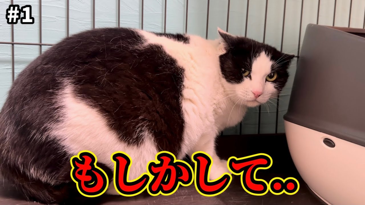 I rescued a stray cat hiding a secret. - YouTube