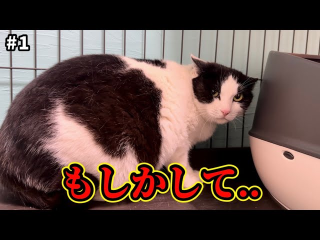I rescued a stray cat hiding a secret. - YouTube