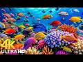 The Best 4K Aquarium - Explore the Underwater World and Beautiful Coral Reef Fish for Deep Sleep