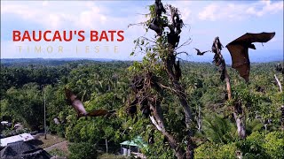 BAUCAU'S BATS| The Sacred Bats of Baucau, East Timor