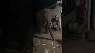 Man Finds an Elephant at Home's Backyard