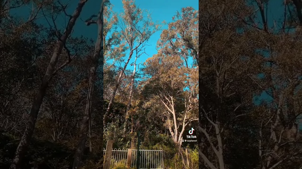 Птицы мяукают как котята! Звуки Австралийского леса. Magpie Birds sounds. 