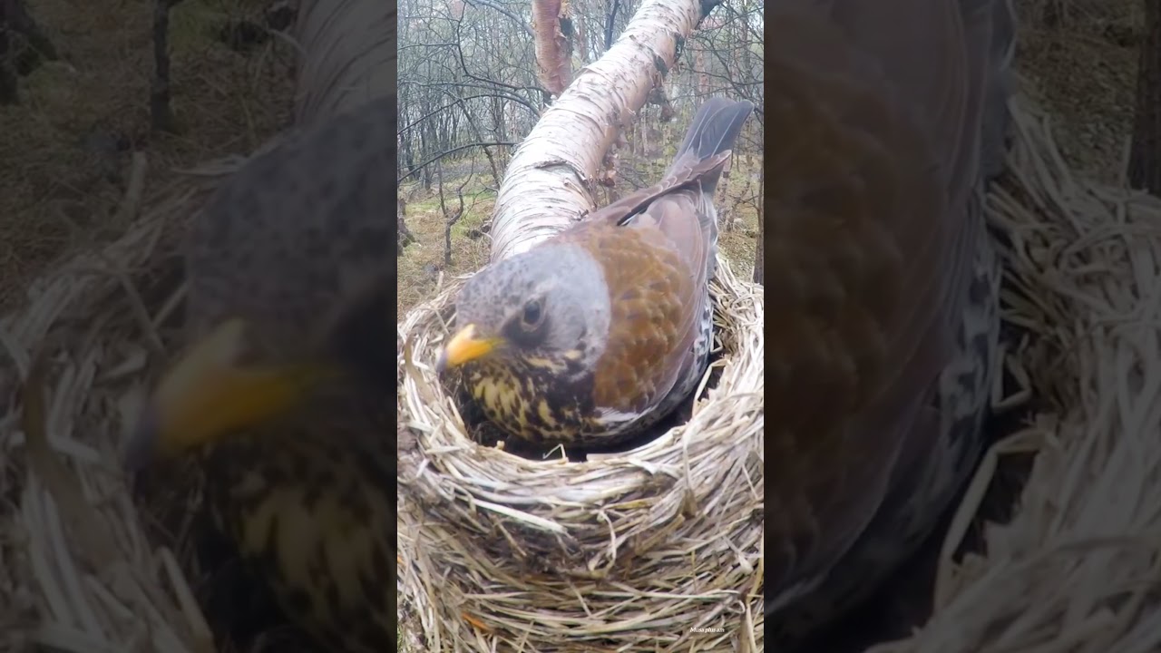 Mother feeding beautiful baby bird nest||Musa plus am||