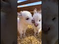 White fluff! #animals #minidonkey #cute #snuggly #shorts 🤗👀🩷