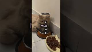 I love Milo🐾 #recommended #cat