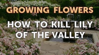 How to Kill Lily of the Valley