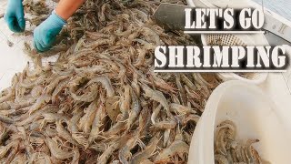 SHRIMP TRAWLING... trying our new boat trawling for white shrimp