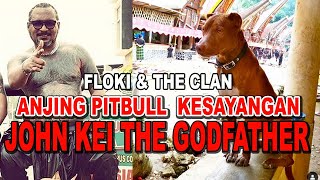 PITBULL KESAYANGAN JOHN KEI THE GODFATHER OF JAKARTA @Flokiandtheclan