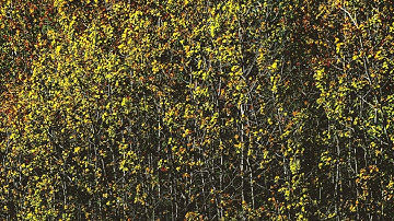 Radio DP-6 (Light of Dawn)