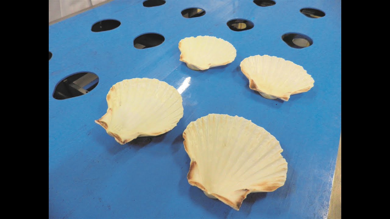 Food Industry Solutions | Fish and Seafood - Conveyor Belts by Volta Belting