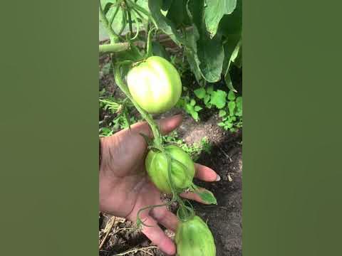 Сорт томата Калифорнийский тюльпан - YouTube