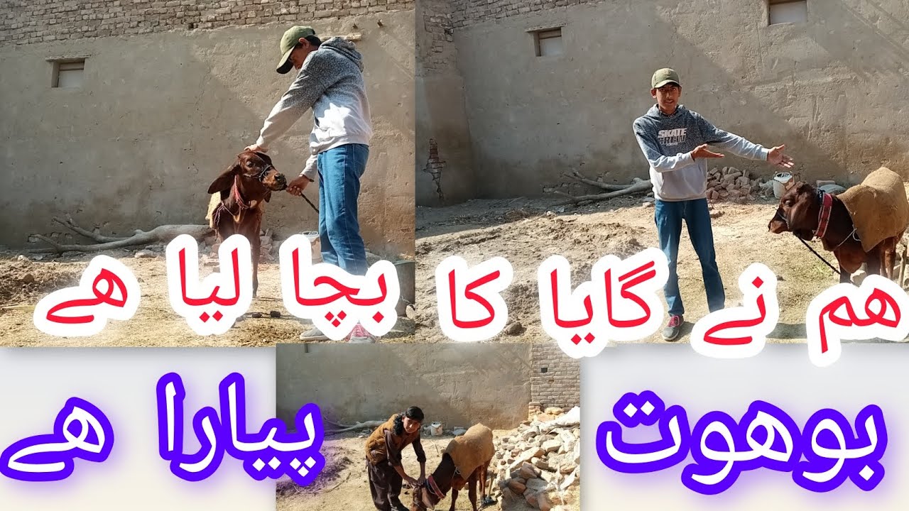 Zeeshan ne new gay ka baccha le liya/////Jarwar Yt 🥳🎉