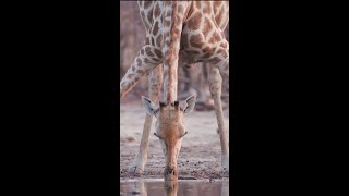 जिराफ पानी पीते हुए जुखता क्यू है / why giraffe bend while drinking water | #shorts #facts #giraffe