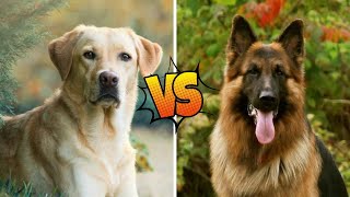 Ultimate Showdown: Labrador Retriever vs. German Shepherd  Who Reigns Supreme?