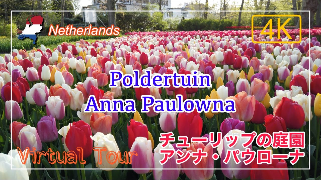 Poldertuin Anna Paulowna in Netherlands | Virtual tour 4K / オランダの小さなチューリップ庭園【アンナ・パウローナ】