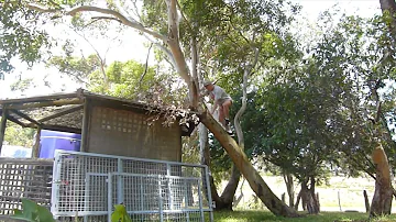 Climbing massive trees