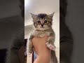 This Tiny Cat's Meow Will Make You Tremble