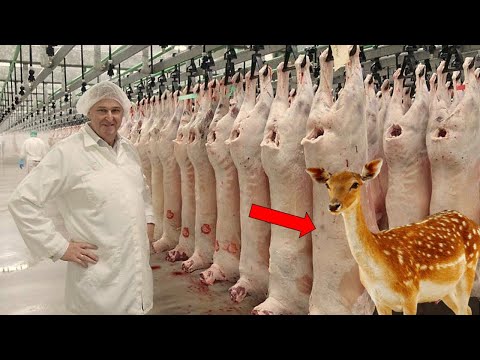 ✅हिरन काटने वाली इस फैक्ट्री को देखकर आप भी रह जाओगे दंग | Meat Production Factory In World
