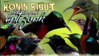 suara pikat burung Kolibri ninja ribut paling ampuh || pikat konin ribut paling jitu anti zonk