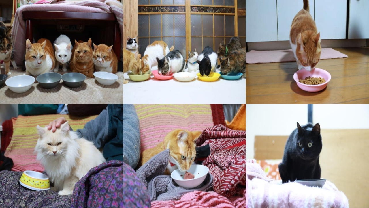 18匹の猫のお食事 260510 - YouTube