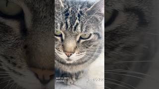 #russia #cat #abroad #blog