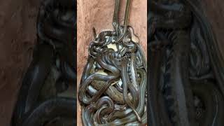IMG 6646