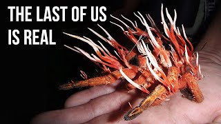 'The Last of Us' Happen in Real Life, Here's How