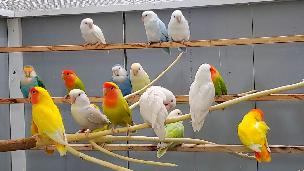 تغريد مجاني فيشر غندور روز مطلوب للتزاوج💕