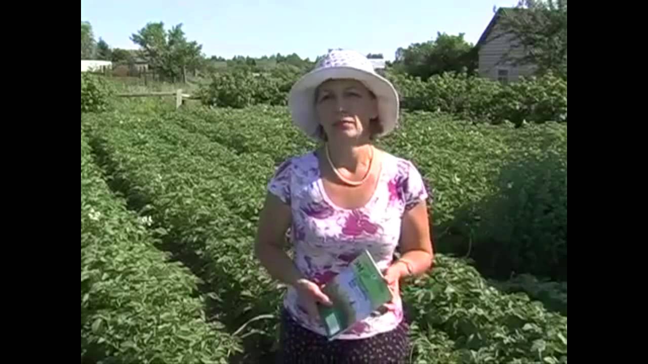 Фантастический урожай картофеля! Применяли препарат Байкал ЭМ 1 - YouTube