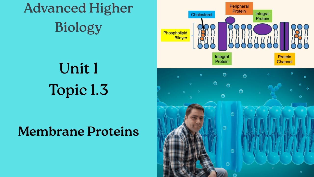 Advanced Higher Biology: 1.3 Membrane Proteins - Full Lesson