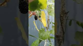 murbei #nature #lifeisbutadream #bunga #ihavethisthingwithplants #bee #butterfly #murbei