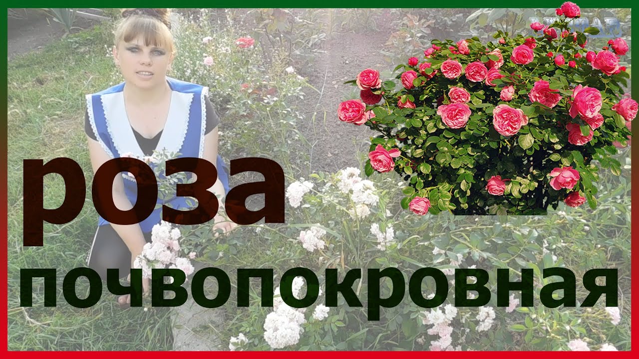 Почвопокровная РОЗА посадка выращивание уход размножение цветение полив. Rosa Groundcover.