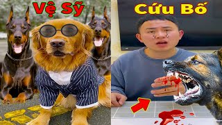 Thú Cưng TV | Đa Đa Thánh Chế #27 | Chó Golden Gâu Đần thông minh vui nhộn | Pets cute smart dog