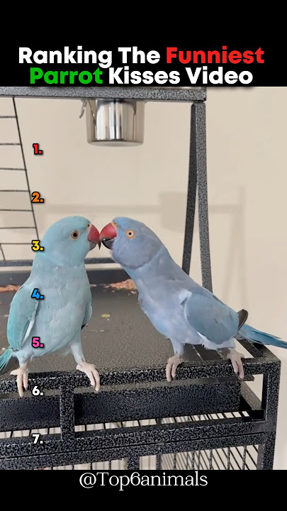 Ranking The Funniest Parrot Kisses Video 🤣 #parrot #sounds