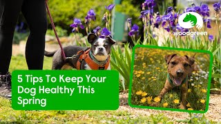 5 Tips To Keep Your Dog Healthy This Spring | Woodgreen Pets Charity