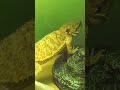 my lizard is a potato