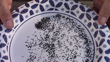 How To Save Basil Seeds To Plant and How I Store Them