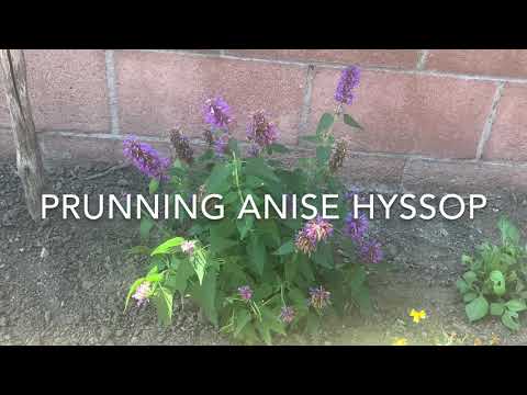 Video: Pruning Anise Hyssop Plants - Alamin Kung Kailan At Paano Mag-Pruning Agastache