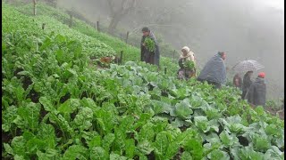 Hortalizas Orgánicas en la Huasteca - Capacitación y Cultivo