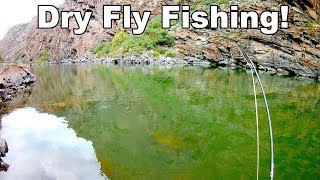 Gunnison River dry fly fishing  Beautiful Wild Trout  Black Canyon  McFly Angler Episode 28