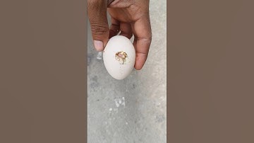 Chick was Ready to hatch but stuck in shell #shorts #shortsvideo