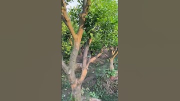 Ủ Mưu Quất/ Tắc, Quýt Ghép Bưởi. Quýt Cảnh Tết. 0911451210