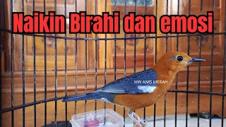 Download Lagu suara ALAMI Pastol ajaib 5 detik RESPON | HW ANIS MERAH MP3 Download Lagu suara ALAMI Pastol ajaib 5 detik RESPON | HW ANIS MERAH MP3