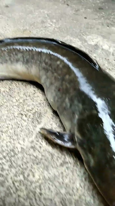 Ikan Lele Besar