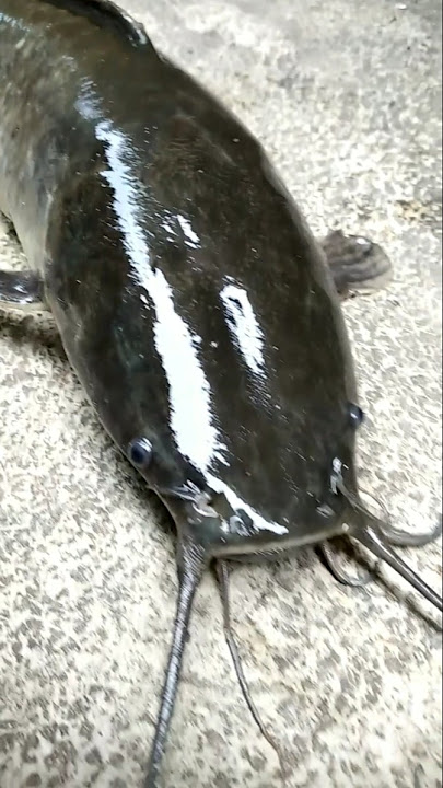 Ikan Lele Besar