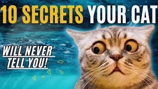 10 Signs Your Cat ACTUALLY Loves You / How To Tell If My Cat Loves Me / Cat World Academy by Cat World Academy 50 views 1 month ago 8 minutes, 25 seconds