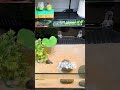 Its such a struggle for my turtle to eat! #Turtle #TurtleTank #BaoyiMaheTurtleTank