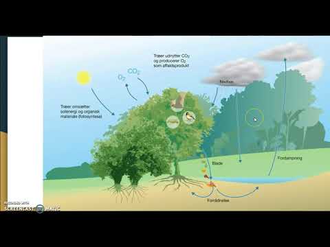 Video: Hvad er fødenettet i økosystemer?