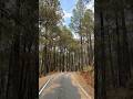 Where Pine Trees Guard Every Turn… 🌲🏔️ #stillwalk #himachal #india #pahadi #nature #dailyshorts