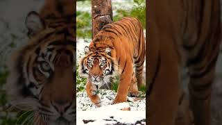 Attitude Tiger Reels Status  wild Life Animals status viral shorts